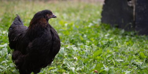 Blackcoppermaran